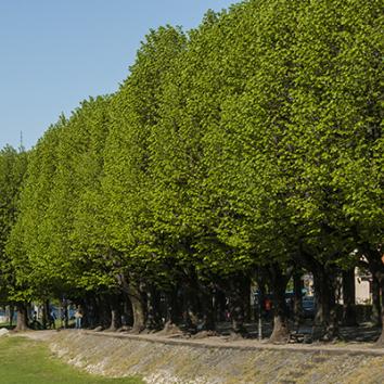 Angera fishermen's lime trees