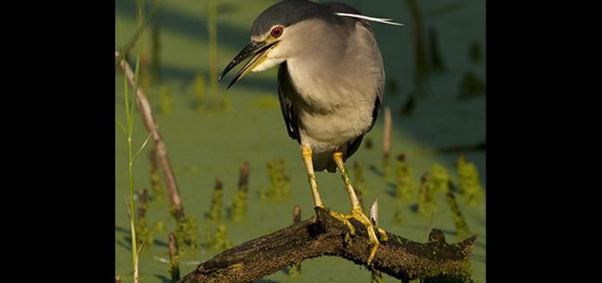 Night Heron