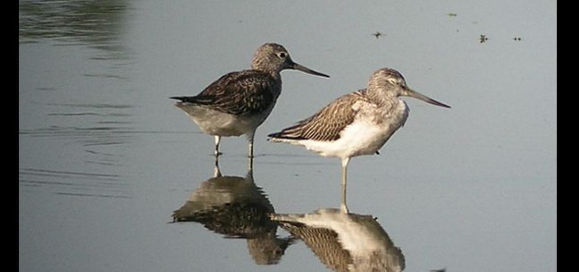 Greenshank