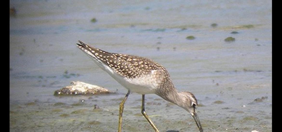 Wood Sandpiper