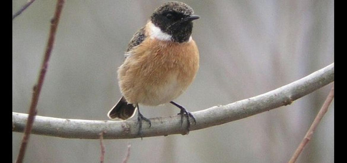 Stonechat