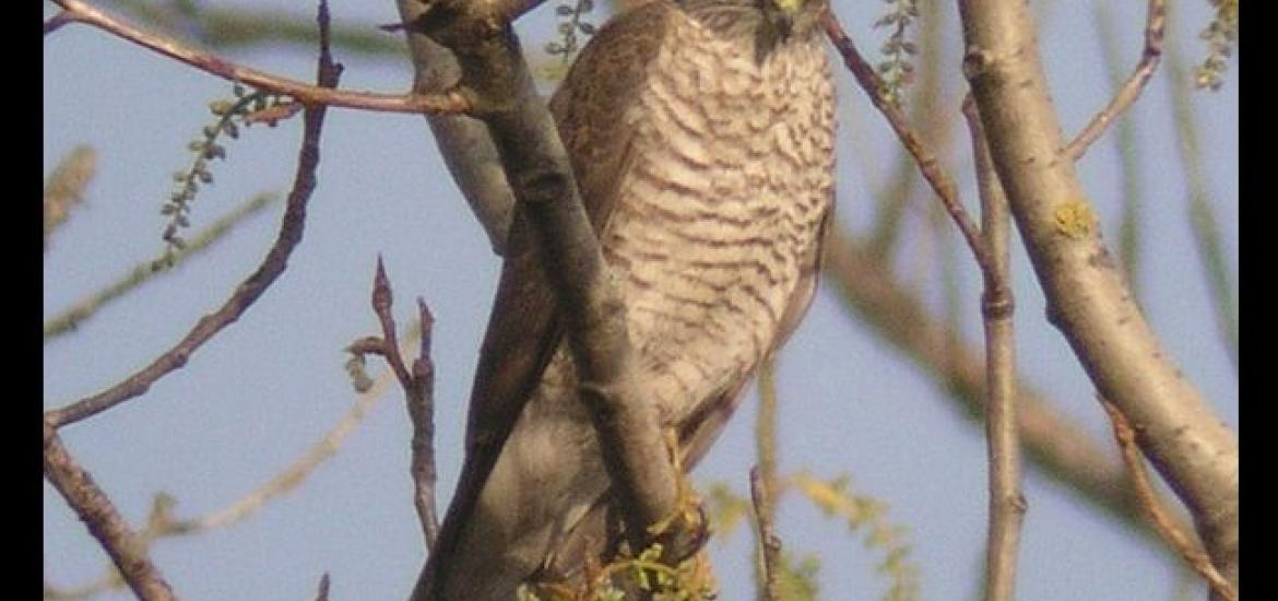 Sparrowhawk