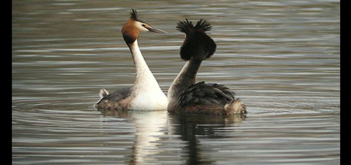 Great Crested Grebe