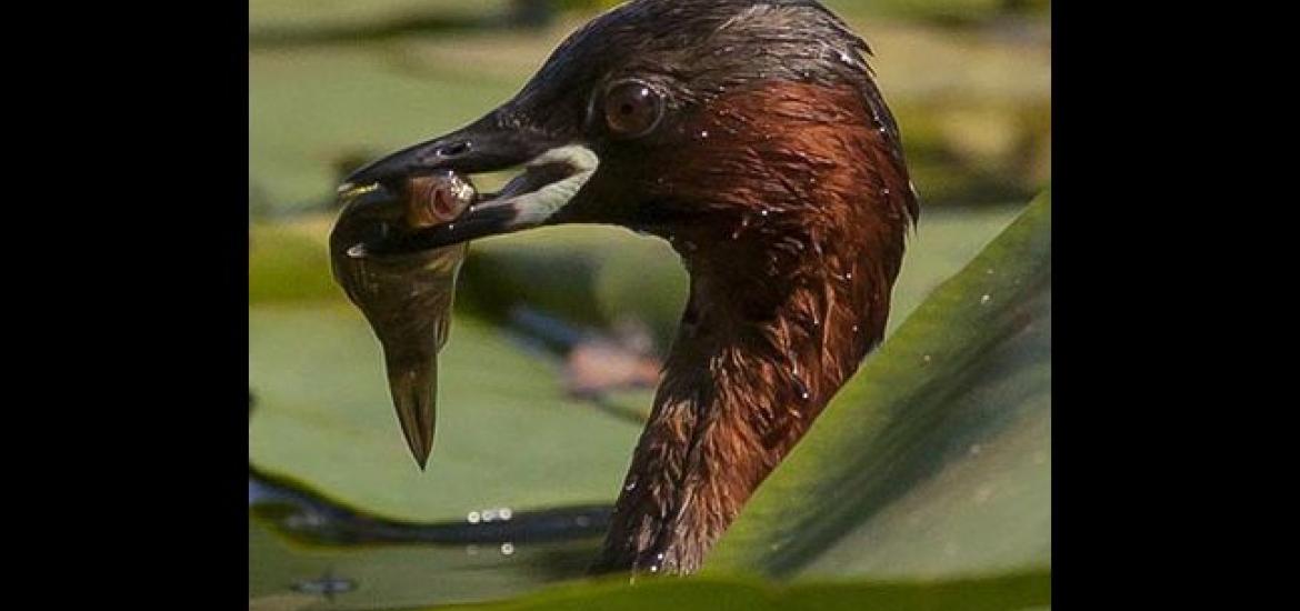 Little Grebe