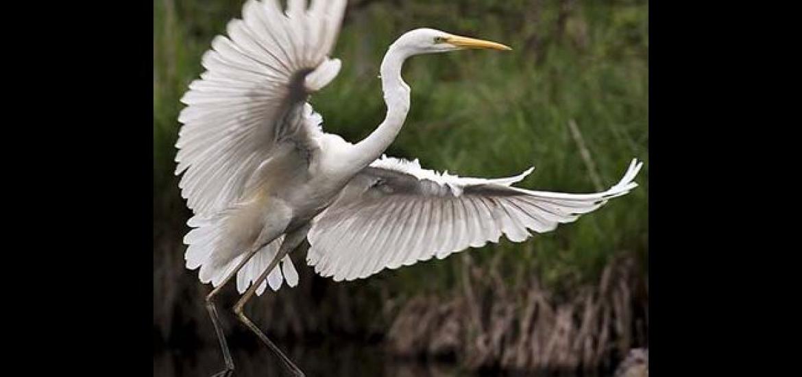 Great white heron