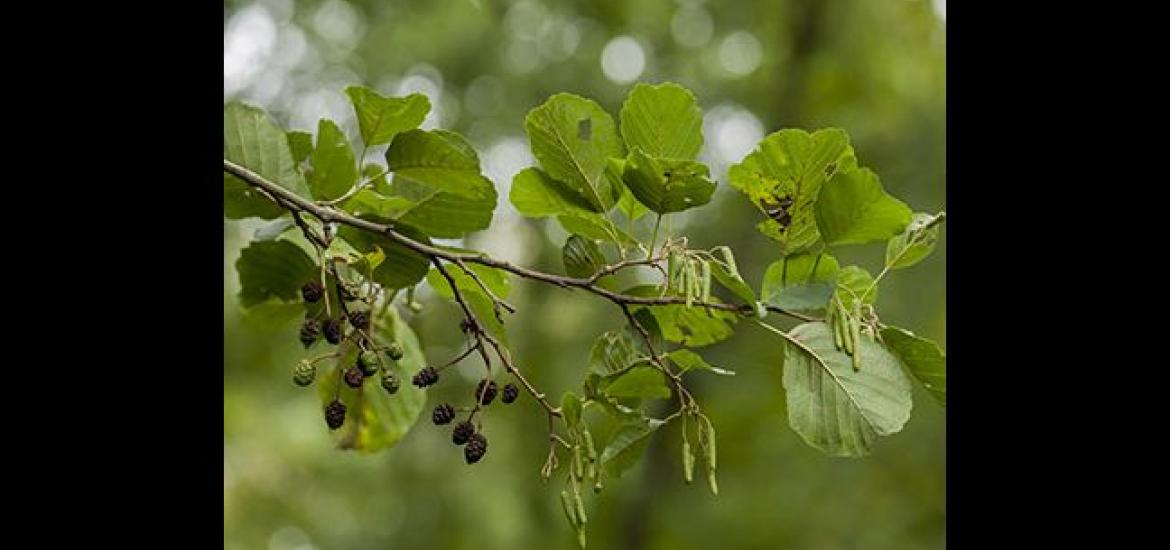 Black alder