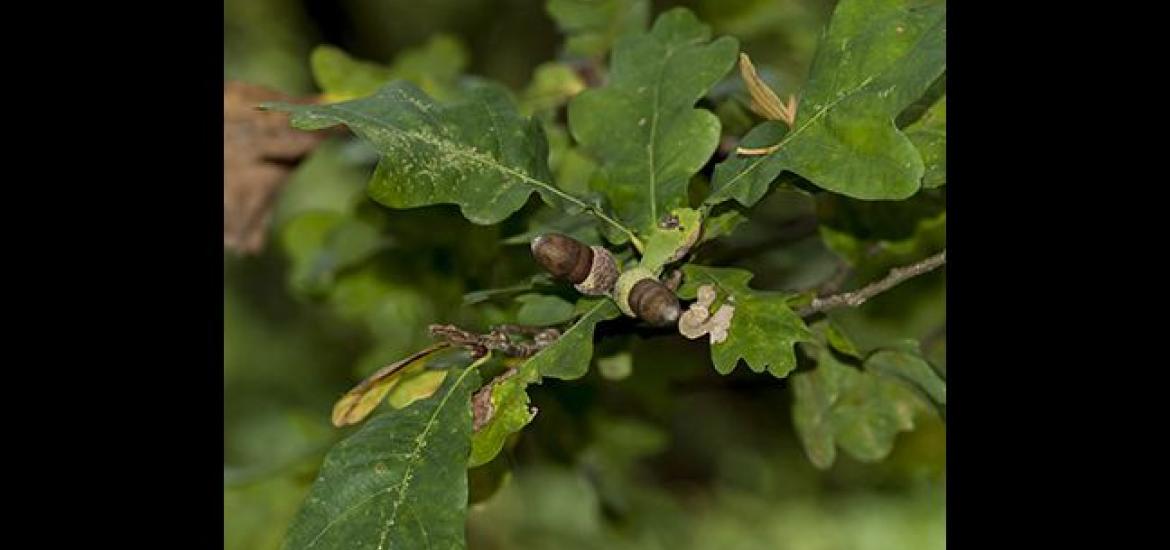 English oak