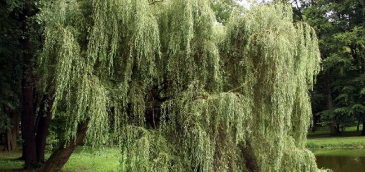 White willow