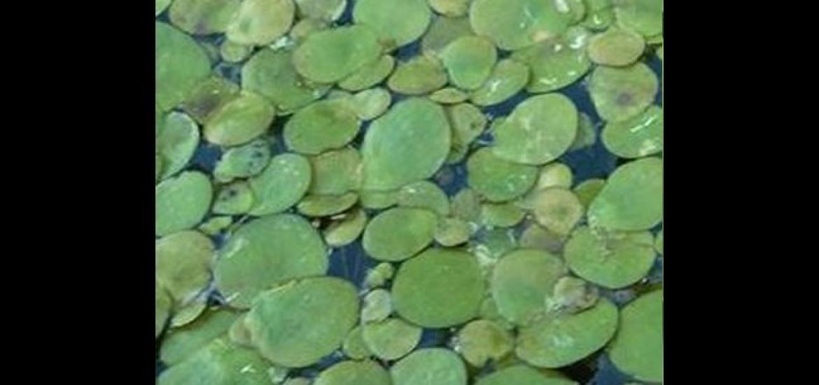 Duckweed