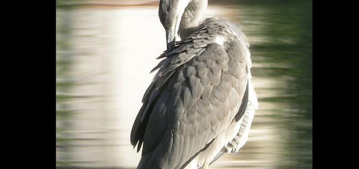 Gray heron