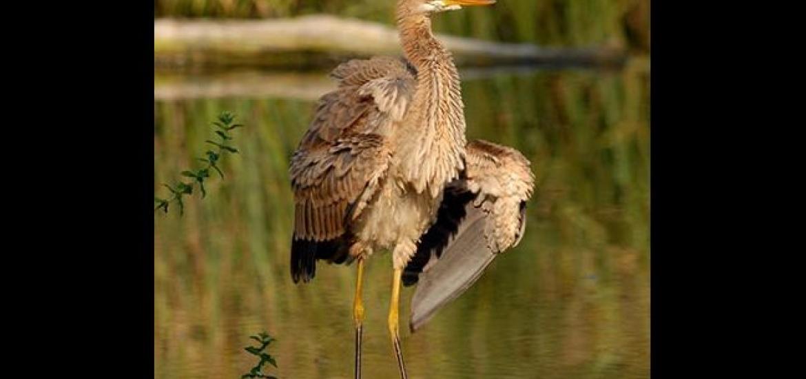 Red heron