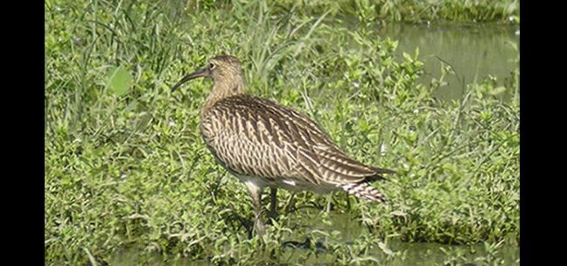 Curlew