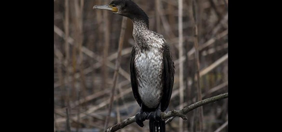  Cormorant
