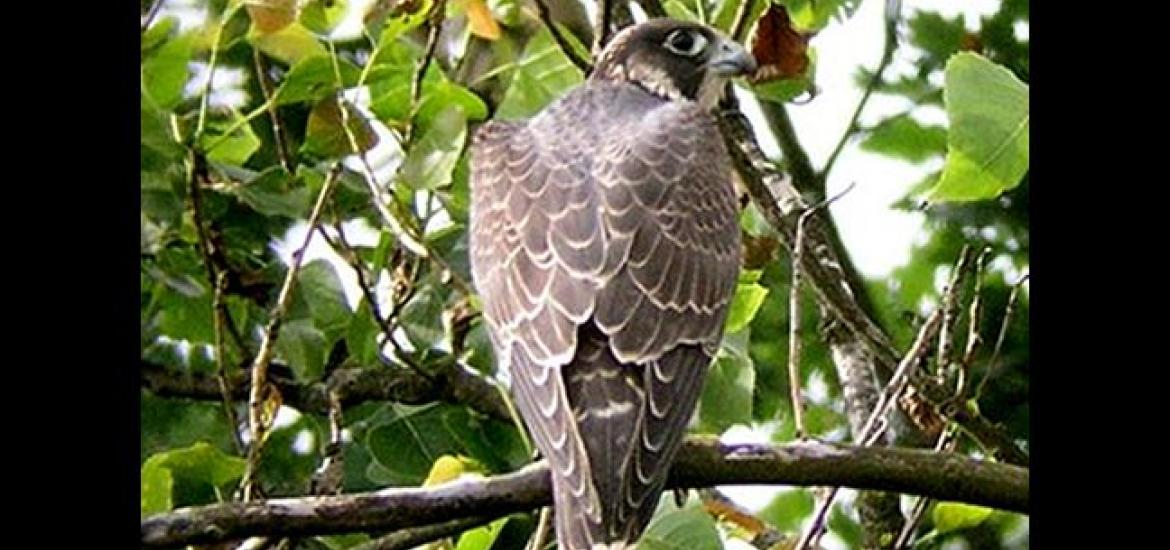  Peregrine falcon