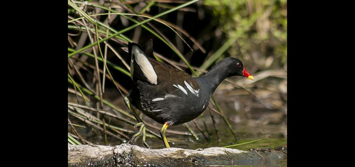 Gallinella d'acqua