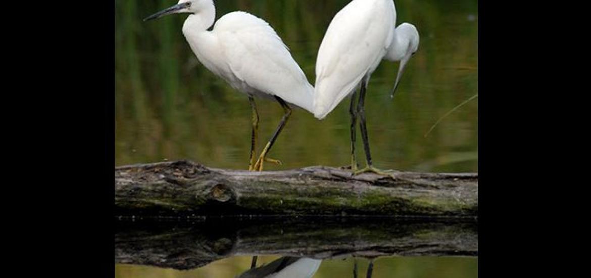  Little egret