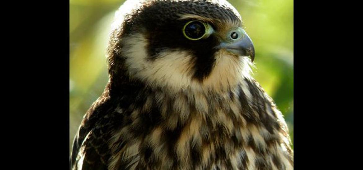 Eurasian Hobby