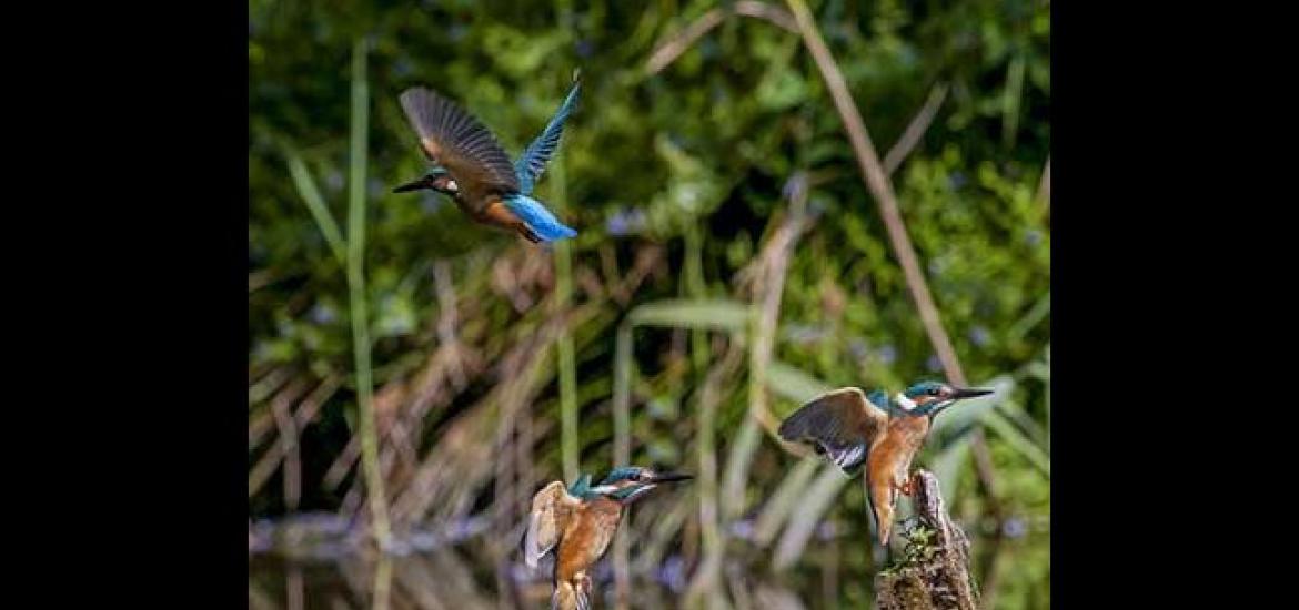 Kingfisher