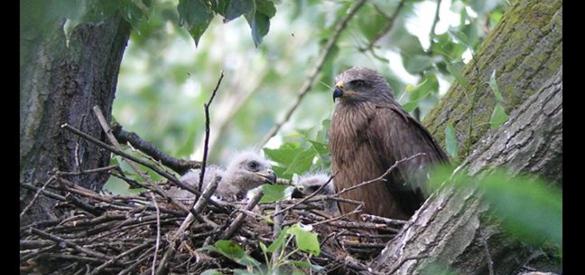 Brown kite