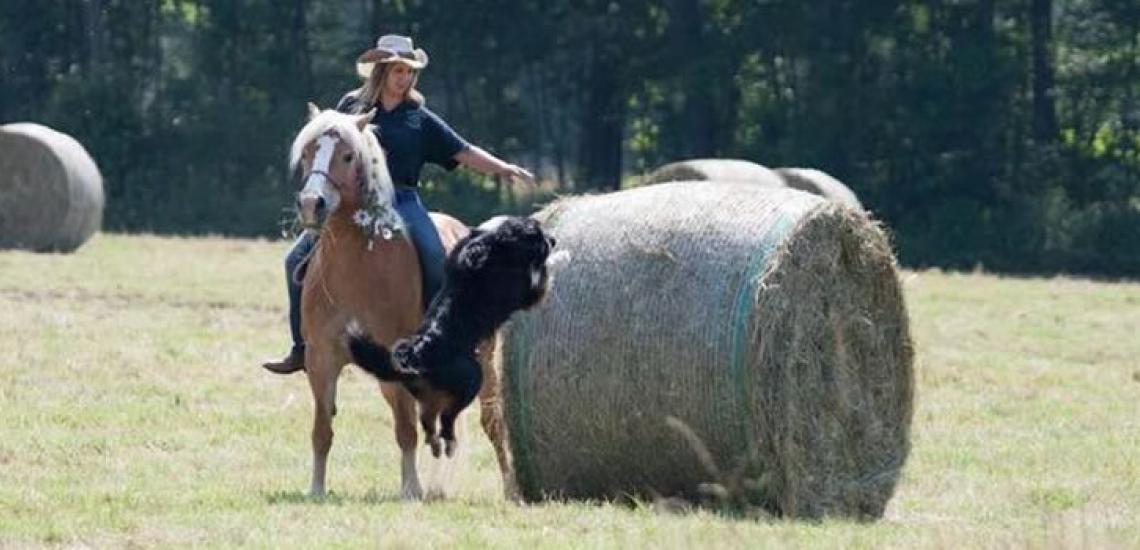 Exploring the area on horseback. Trotting in rolling hills, galloping in the meadows