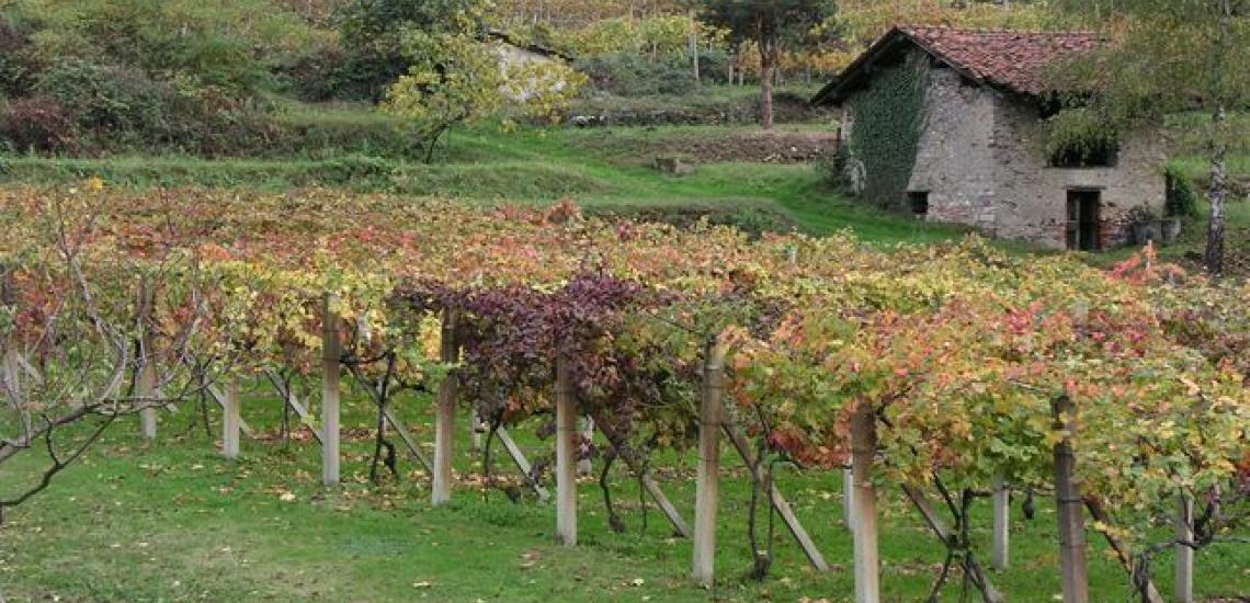 Typical terraced vineyards