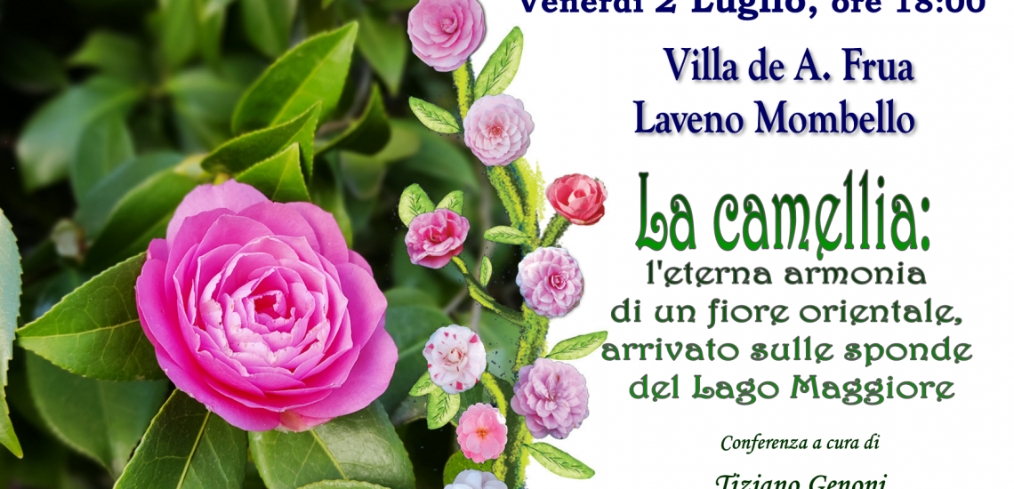 La camellia: l'eterna armonia di un fiore orientale - 02/07