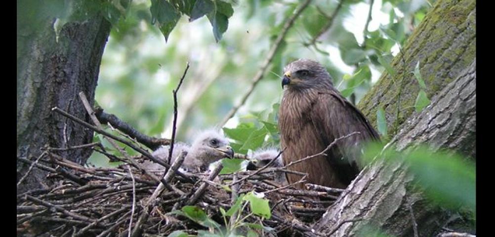 Brown kite