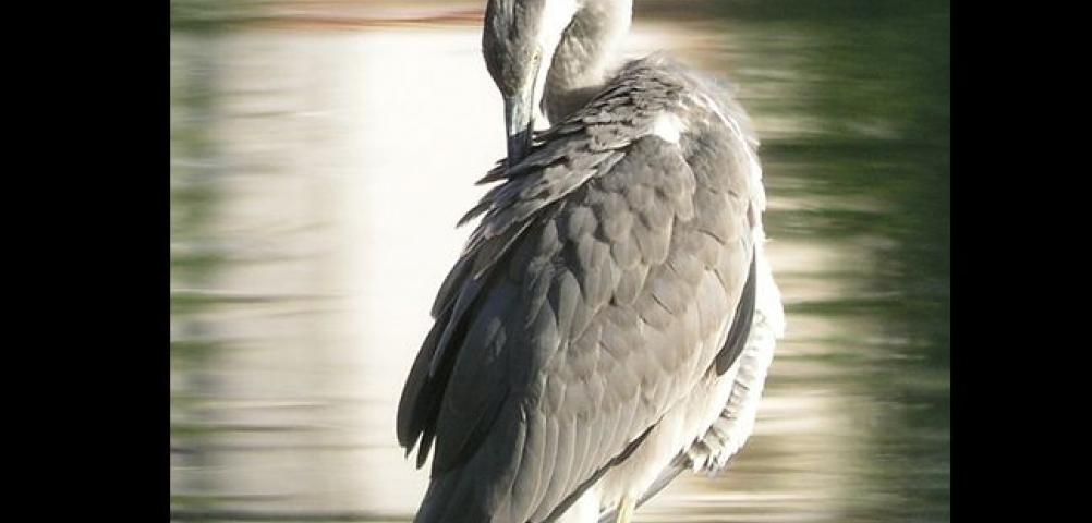 Grey heron