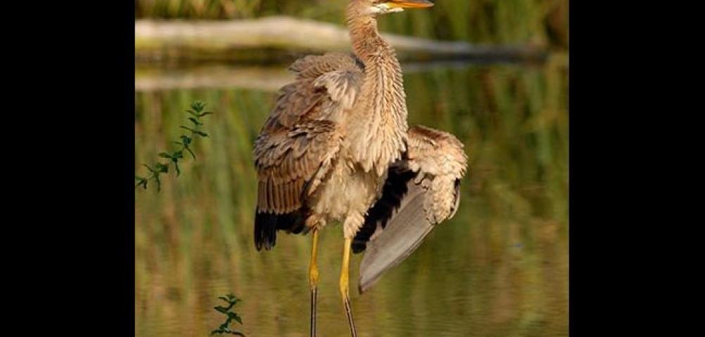 Red heron