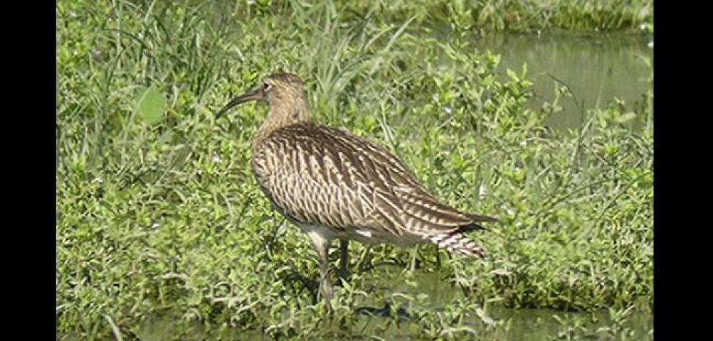 Curlew