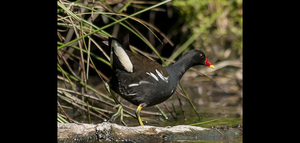 Moorhen