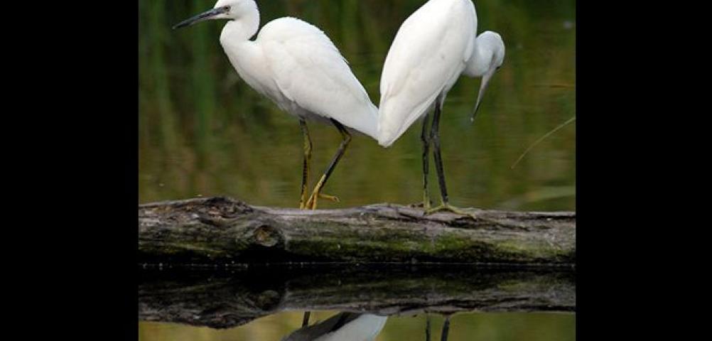 Little egret