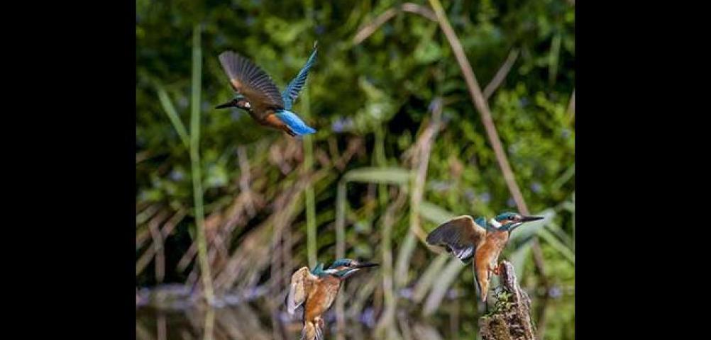 Kingfisher