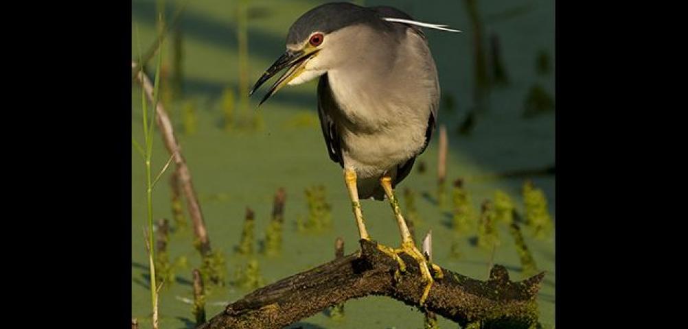 Night heron