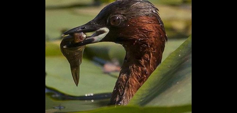 Little Grebe