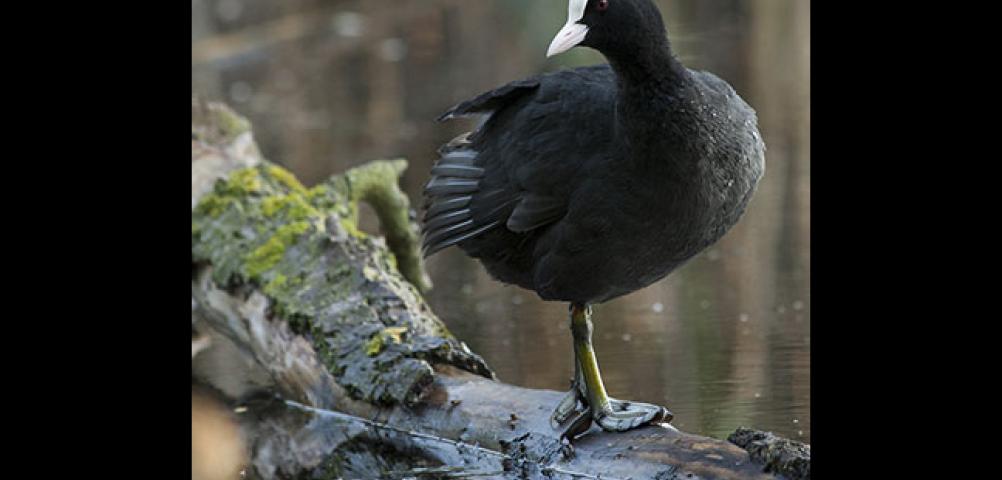 Coot