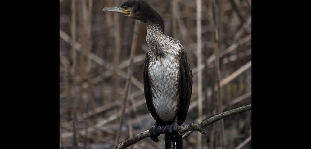 Cormorant