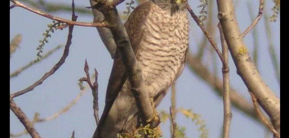 Sparrowhawk