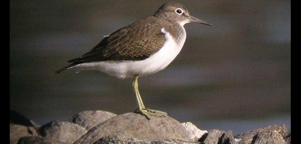 Common Sandpiper