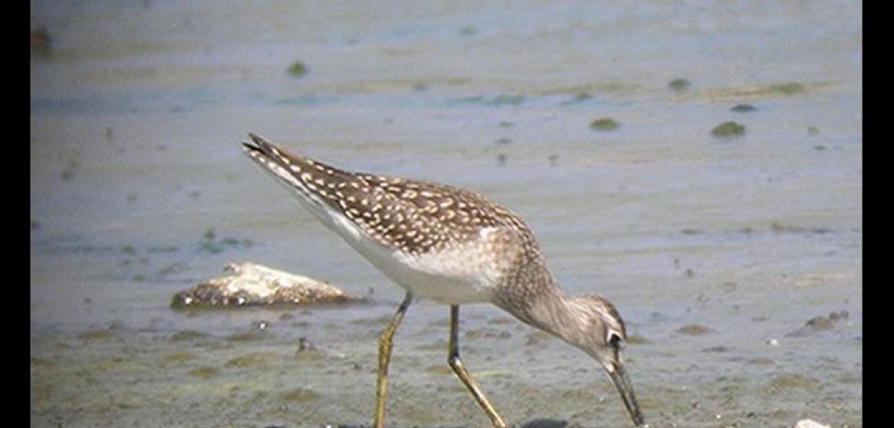 Wood Sandpiper