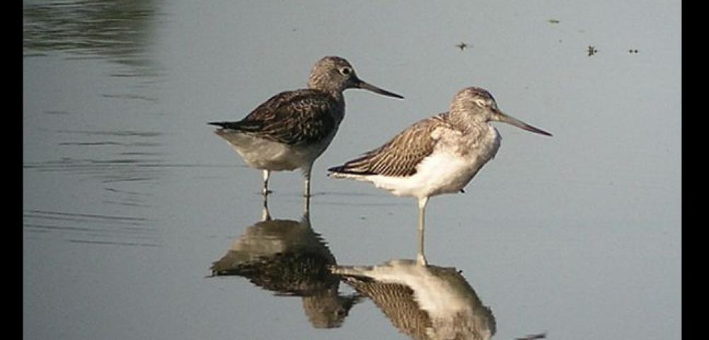 Greenshank