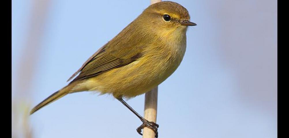 Common chiffchaff