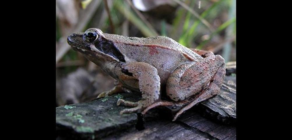 Lataste frog