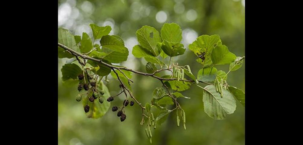 Black alder