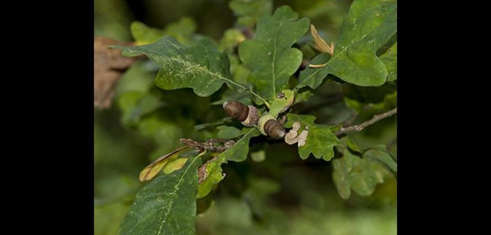 English oak