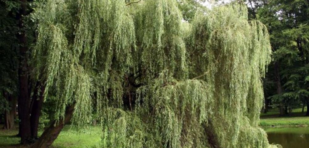 White willow