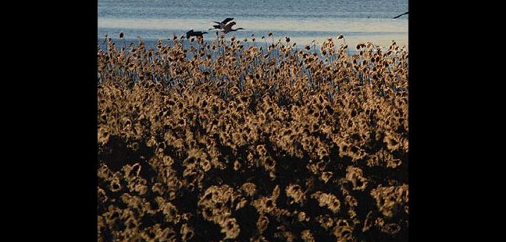 Marsh reeds