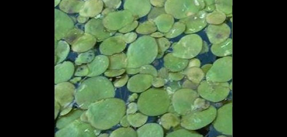 Duckweed