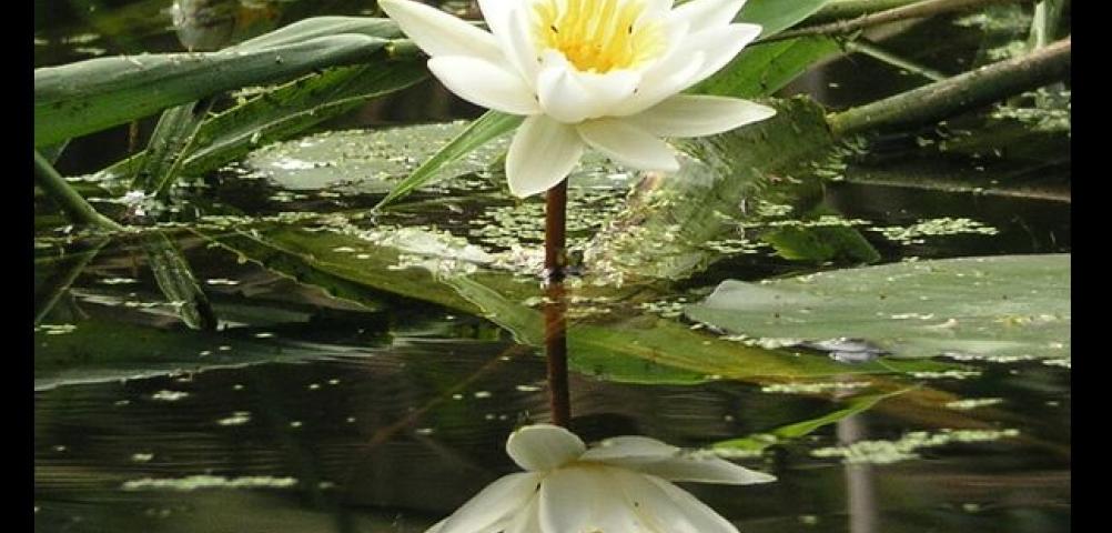 White water lily