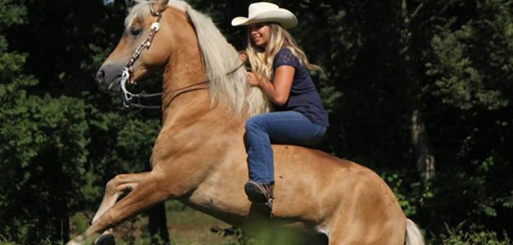 Angera on horseback. A multitude of ways to discover the natural environment on horseback